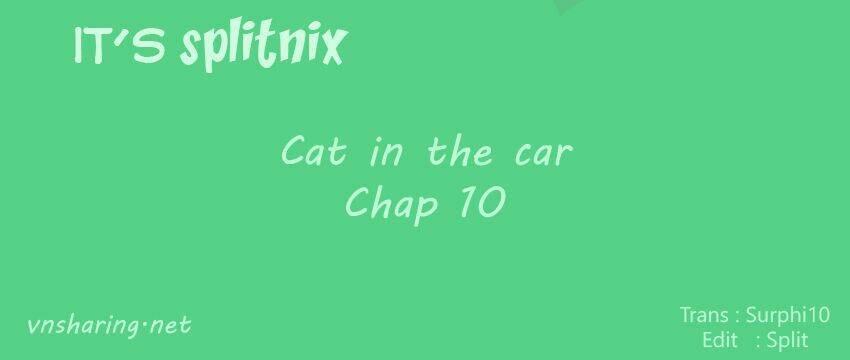 cat-in-the-car/0