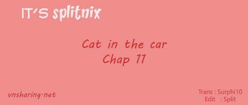 cat-in-the-car/0